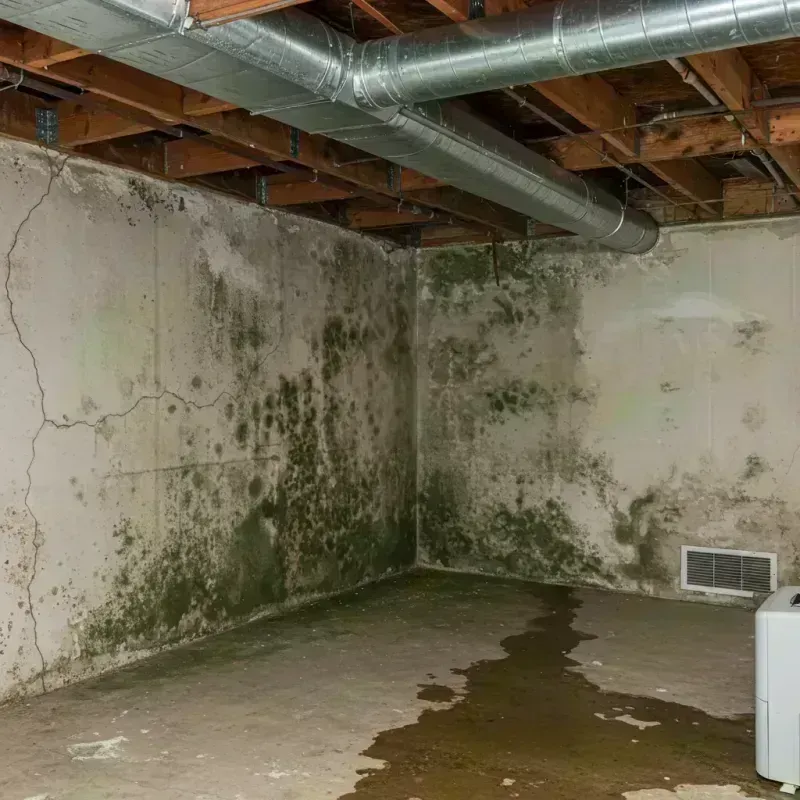 Professional Mold Removal in Red Hook, NY